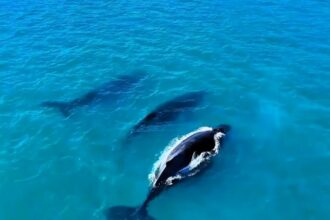 Tourist guide captures early arrival of migrating humpback whales off Brazil – drone footage shows majestic leaps as numbers soar from 1,000 to 30,000 in 25 years.