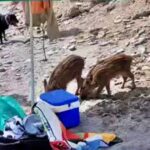 Wild boars stunned sunbathers on a Costa del Sol beach as they rummaged through bags and stole snacks, marking another unusual animal encounter in Spain’s holiday hotspots.
