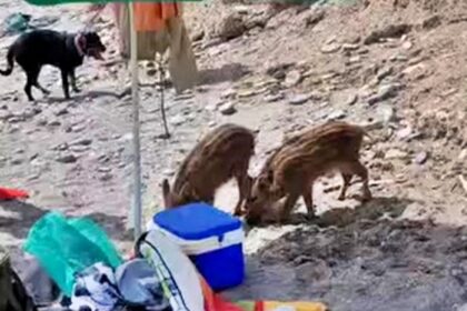 Wild boars stunned sunbathers on a Costa del Sol beach as they rummaged through bags and stole snacks, marking another unusual animal encounter in Spain’s holiday hotspots.