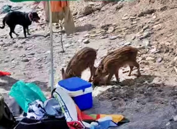 Wild boars stunned sunbathers on a Costa del Sol beach as they rummaged through bags and stole snacks, marking another unusual animal encounter in Spain’s holiday hotspots.