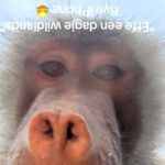 A woman was shocked after monkeys at a Dutch zoo stole her phone and recorded selfies. She recovered it covered in mud and later found the cheeky footage on iCloud.