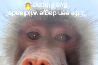 A woman was shocked after monkeys at a Dutch zoo stole her phone and recorded selfies. She recovered it covered in mud and later found the cheeky footage on iCloud.