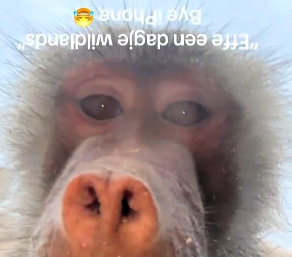 A woman was shocked after monkeys at a Dutch zoo stole her phone and recorded selfies. She recovered it covered in mud and later found the cheeky footage on iCloud.
