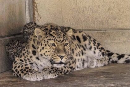 Super dad Drake, an Amur leopard at Yorkshire Wildlife Park, is celebrating Father's Day with his third set of rare cubs, offering hope for the world’s most endangered big cats.