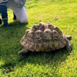 Britain’s most adventurous tortoise found after 16 days on the run – Shelly trekked three miles across fields before being spotted by a farmer near Exeter.