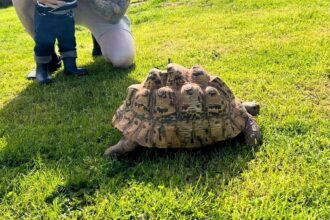 Britain’s most adventurous tortoise found after 16 days on the run – Shelly trekked three miles across fields before being spotted by a farmer near Exeter.
