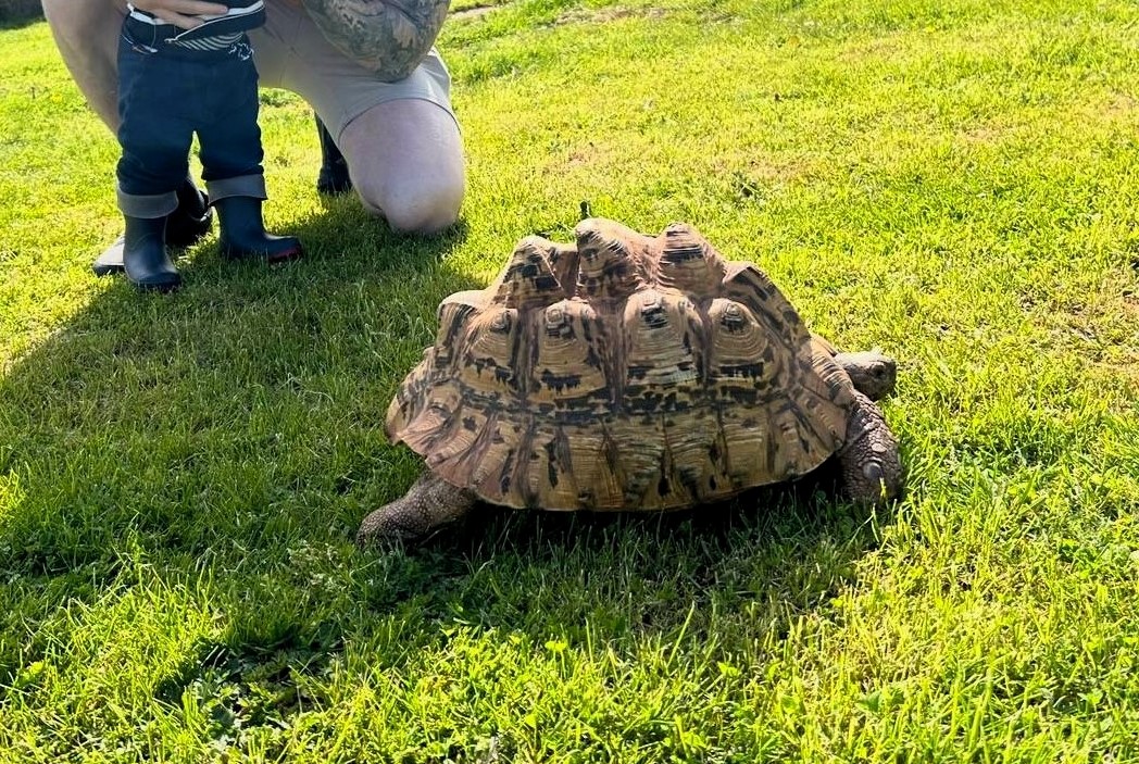 Britain’s most adventurous tortoise found after 16 days on the run – Shelly trekked three miles across fields before being spotted by a farmer near Exeter.