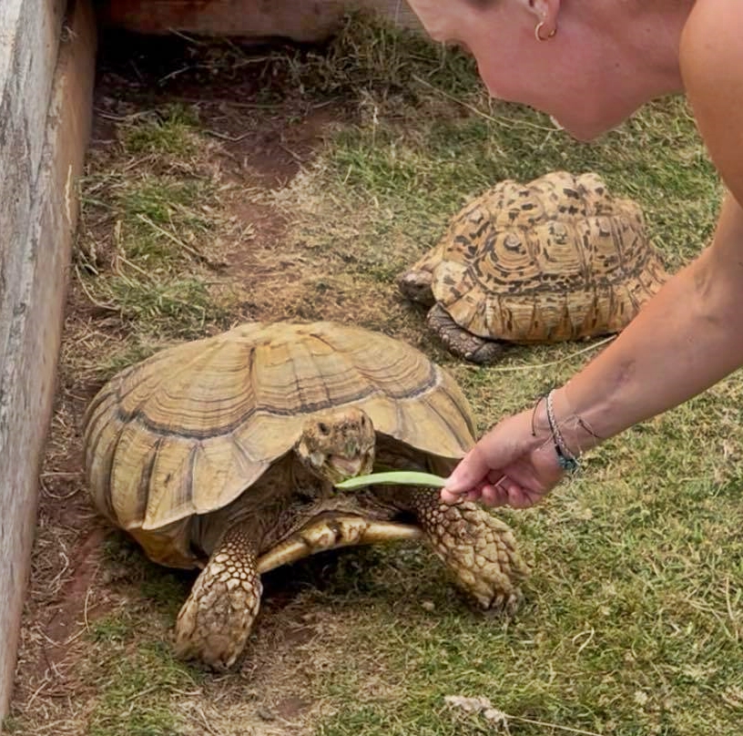 Britain’s most adventurous tortoise found after 16 days on the run – Shelly trekked three miles across fields before being spotted by a farmer near Exeter.