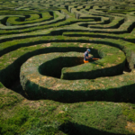 Gardeners spent 500 hours trimming Longleat’s massive hedge maze, made of 16,000 yew trees and spanning two miles of paths at one of the world’s largest mazes.