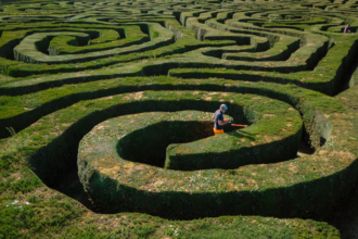 Gardeners spent 500 hours trimming Longleat’s massive hedge maze, made of 16,000 yew trees and spanning two miles of paths at one of the world’s largest mazes.