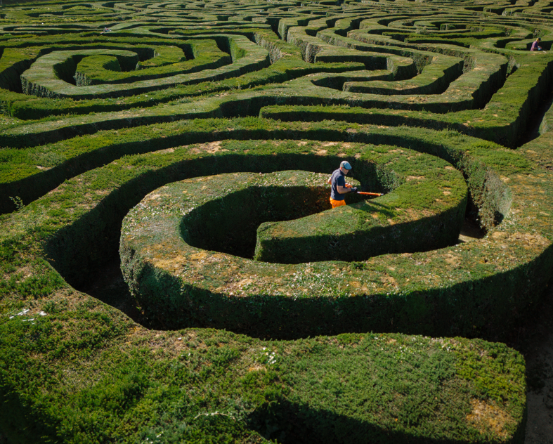 Gardeners spent 500 hours trimming Longleat’s massive hedge maze, made of 16,000 yew trees and spanning two miles of paths at one of the world’s largest mazes.