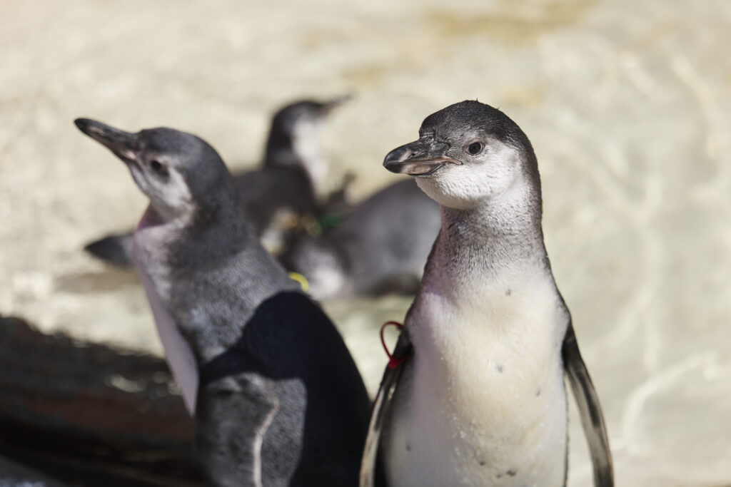 London Zoo celebrates a baby boom with 18 Humboldt penguin chicks, as seven make their splashy debut at Penguin Beach in a boost for global conservation efforts.