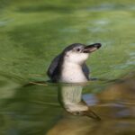London Zoo celebrates a baby boom with 18 Humboldt penguin chicks, as seven make their splashy debut at Penguin Beach in a boost for global conservation efforts.