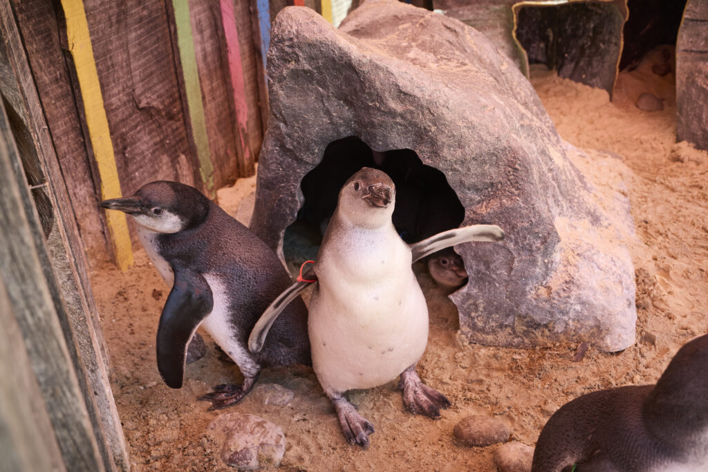 London Zoo celebrates a baby boom with 18 Humboldt penguin chicks, as seven make their splashy debut at Penguin Beach in a boost for global conservation efforts.
