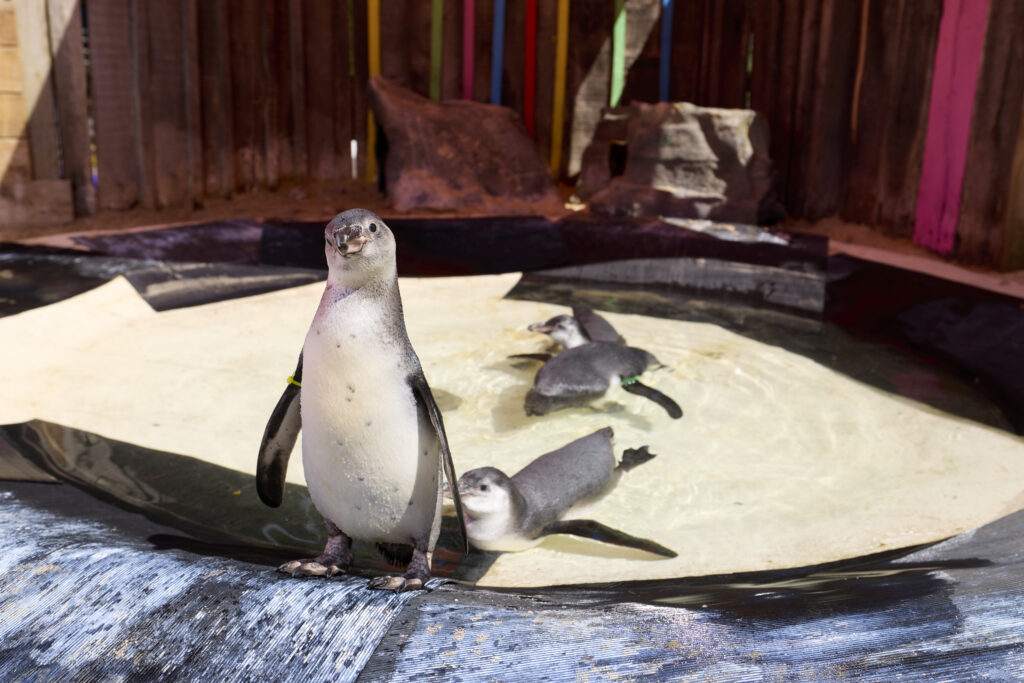 London Zoo celebrates a baby boom with 18 Humboldt penguin chicks, as seven make their splashy debut at Penguin Beach in a boost for global conservation efforts.