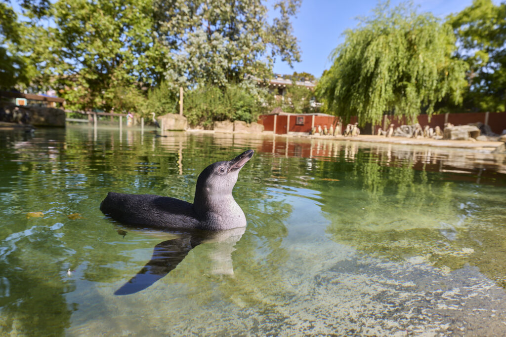 London Zoo celebrates a baby boom with 18 Humboldt penguin chicks, as seven make their splashy debut at Penguin Beach in a boost for global conservation efforts.