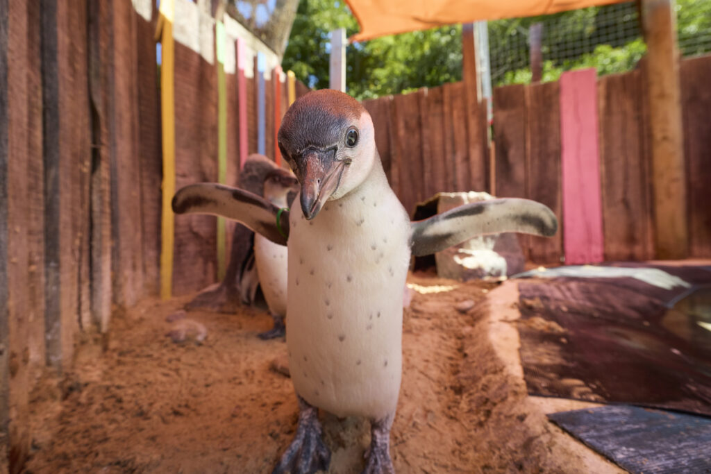 London Zoo celebrates a baby boom with 18 Humboldt penguin chicks, as seven make their splashy debut at Penguin Beach in a boost for global conservation efforts.