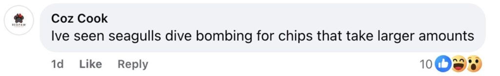 Social media comment on the post of Brit Jak Aitcheson failed the Benidorm belly buster breakfast challenge and was mocked for barely touching the 2,760-calorie feast - claiming he nodded off mid-meal.