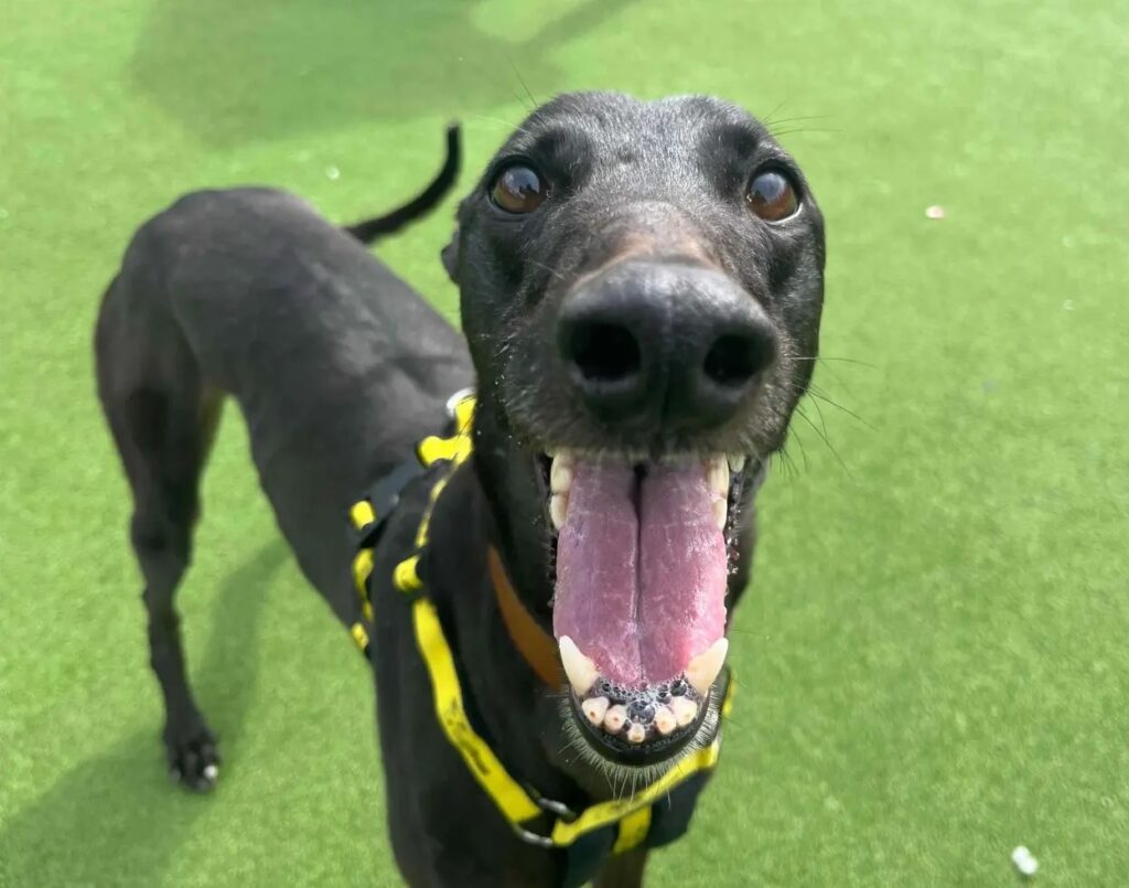 Three-year-old ex-racing greyhound Nikita has been rejected seven times and still seeks a forever home, despite being sweet, friendly, house-trained and full of charm.