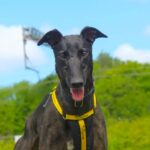 Three-year-old ex-racing greyhound Nikita has been rejected seven times and still seeks a forever home, despite being sweet, friendly, house-trained and full of charm.