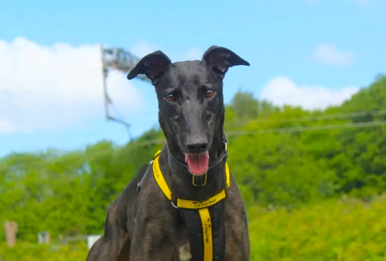 Three-year-old ex-racing greyhound Nikita has been rejected seven times and still seeks a forever home, despite being sweet, friendly, house-trained and full of charm.