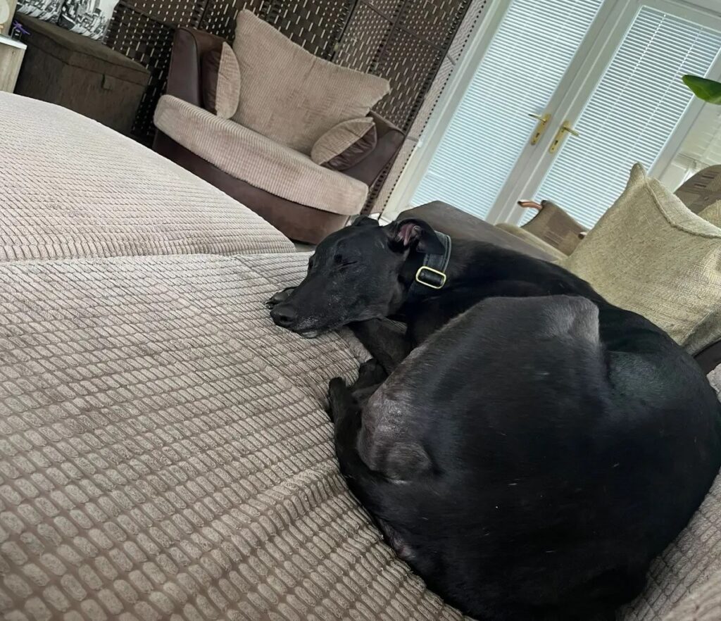 Three-year-old ex-racing greyhound Nikita has been rejected seven times and still seeks a forever home, despite being sweet, friendly, house-trained and full of charm.