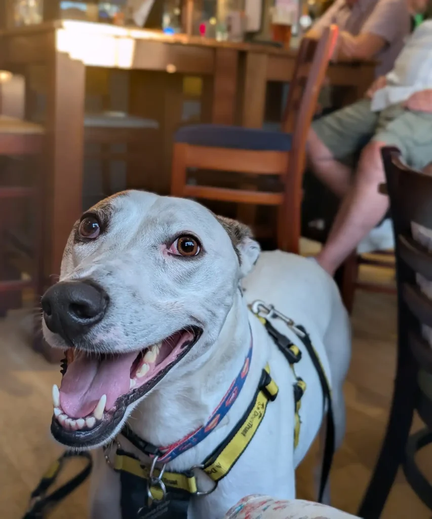 Rescue dog Moose becomes pub-loving TikTok star after overcoming behavioral struggles - now the Lurcher-Staffy mix can’t pass a local without heading to the bar.