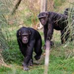 Chimpanzees at Whipsnade Zoo cooled off with custom ice lollies made of squash, water, and peas, delighting visitors amid a UK heatwave and new troll-themed exhibit.
