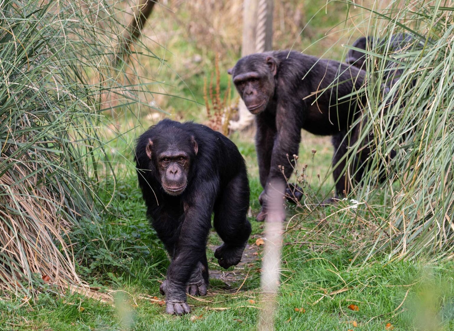 Chimpanzees at Whipsnade Zoo cooled off with custom ice lollies made of squash, water, and peas, delighting visitors amid a UK heatwave and new troll-themed exhibit.