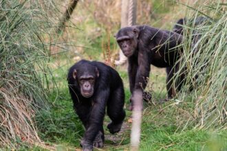 Chimpanzees at Whipsnade Zoo cooled off with custom ice lollies made of squash, water, and peas, delighting visitors amid a UK heatwave and new troll-themed exhibit.