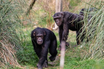 Chimpanzees at Whipsnade Zoo cooled off with custom ice lollies made of squash, water, and peas, delighting visitors amid a UK heatwave and new troll-themed exhibit.