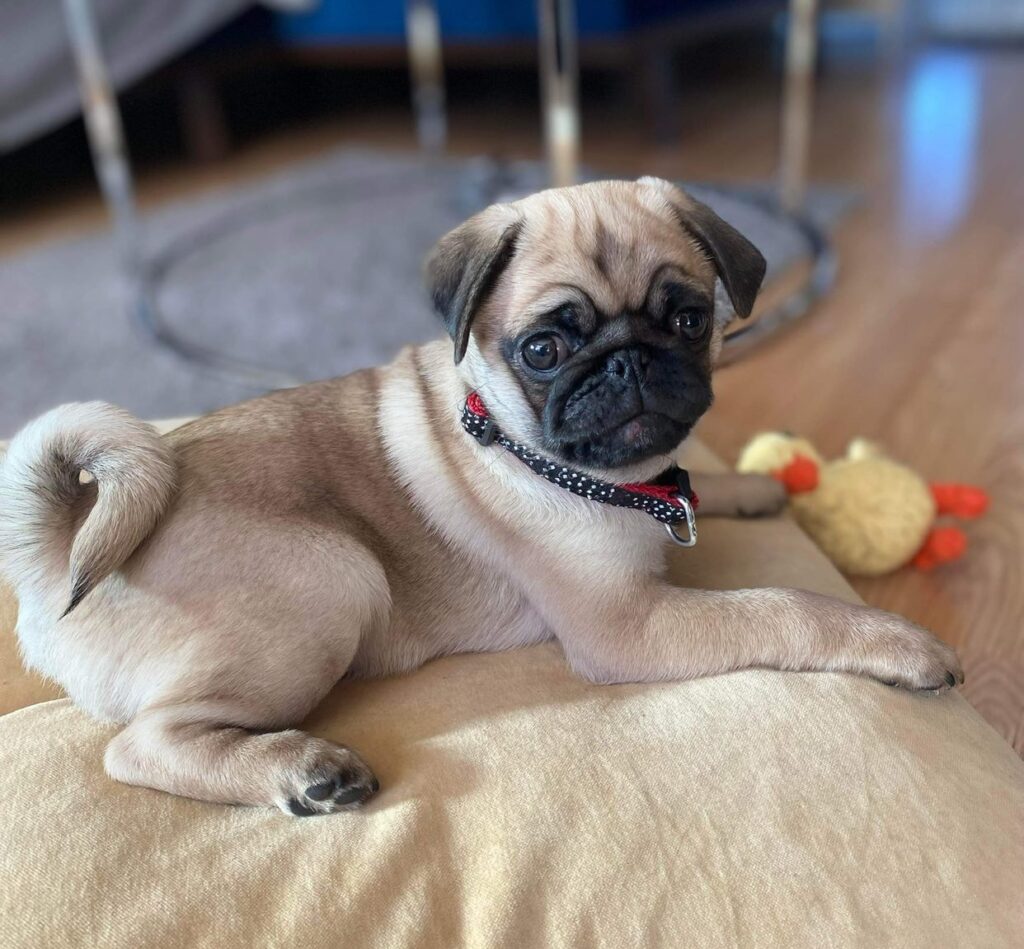 A teen dog owner went viral with a genius nail-trimming hack - smearing peanut butter on cling film wrapped around her head to keep her pug calm while clipping her claws.