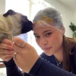 A teen dog owner went viral with a genius nail-trimming hack - smearing peanut butter on cling film wrapped around her head to keep her pug calm while clipping her claws.