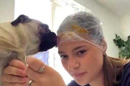 A teen dog owner went viral with a genius nail-trimming hack - smearing peanut butter on cling film wrapped around her head to keep her pug calm while clipping her claws.