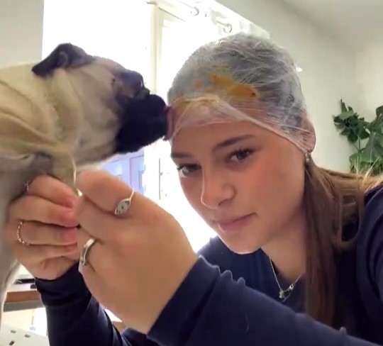 A teen dog owner went viral with a genius nail-trimming hack - smearing peanut butter on cling film wrapped around her head to keep her pug calm while clipping her claws.