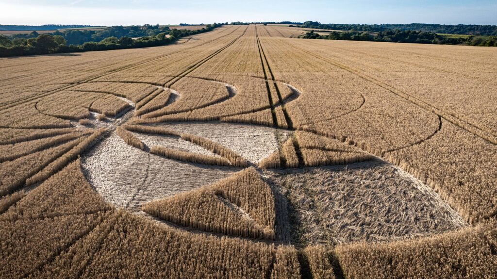 A giant spider crop circle has appeared near the famous Dorset chalk giant, sparking alien theories and a police probe into criminal damage due to its financial impact.