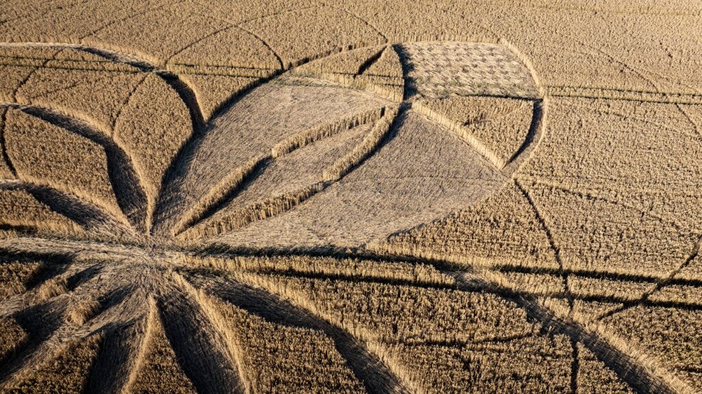 A giant spider crop circle has appeared near the famous Dorset chalk giant, sparking alien theories and a police probe into criminal damage due to its financial impact.