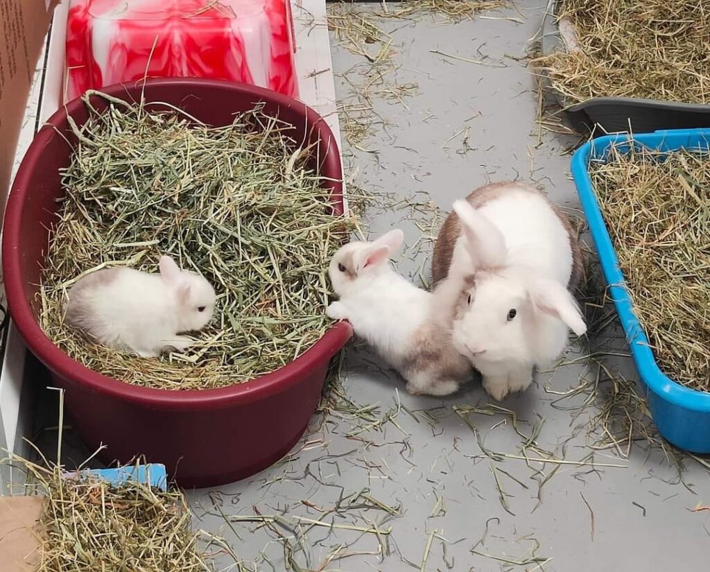 Bonded bunnies Serena and Venus, born during Wimbledon 2024, are seeking a forever home after a year in RSPCA care - the playful pair are a joy to be around.