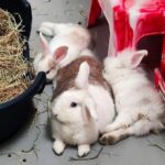 Bonded bunnies Serena and Venus, born during Wimbledon 2024, are seeking a forever home after a year in RSPCA care - the playful pair are a joy to be around.