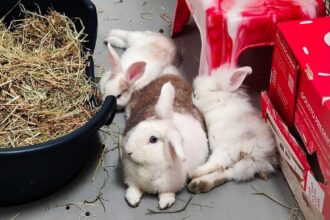 Bonded bunnies Serena and Venus, born during Wimbledon 2024, are seeking a forever home after a year in RSPCA care - the playful pair are a joy to be around.