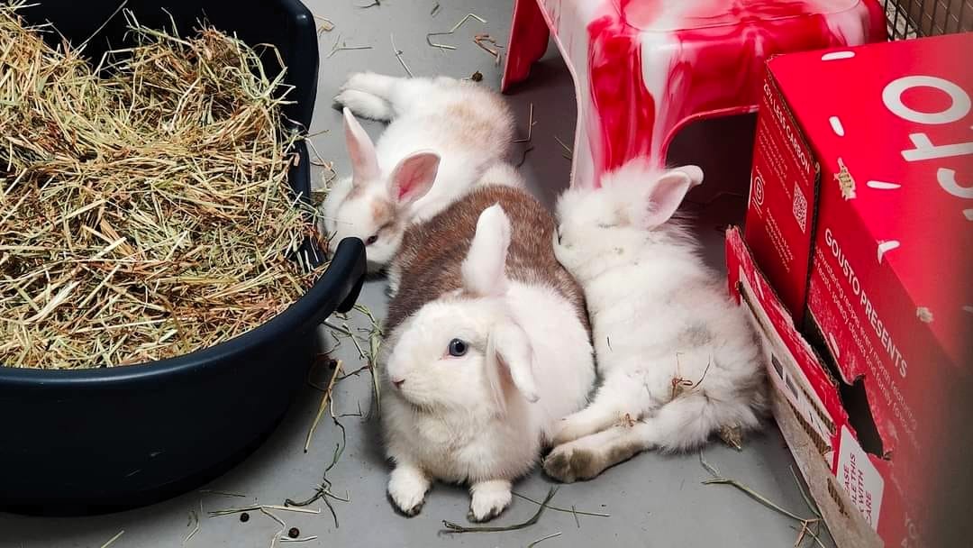 Bonded bunnies Serena and Venus, born during Wimbledon 2024, are seeking a forever home after a year in RSPCA care - the playful pair are a joy to be around.