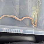 Fish and chip shop staff feared a deadly python was loose, but RSPCA confirmed it was a harmless baby corn snake, later reunited with its owner in Greenwich.