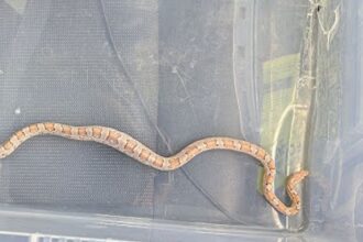 Fish and chip shop staff feared a deadly python was loose, but RSPCA confirmed it was a harmless baby corn snake, later reunited with its owner in Greenwich.