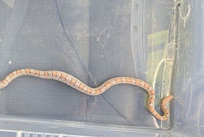 Fish and chip shop staff feared a deadly python was loose, but RSPCA confirmed it was a harmless baby corn snake, later reunited with its owner in Greenwich.
