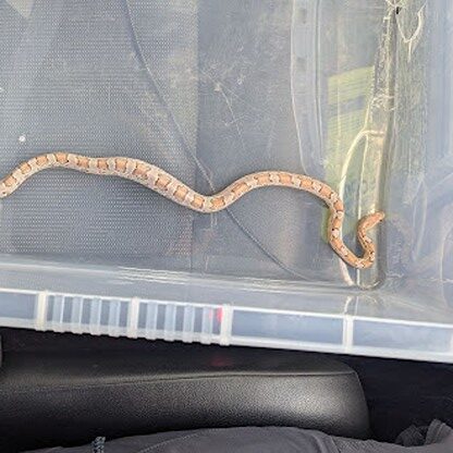 Fish and chip shop staff feared a deadly python was loose, but RSPCA confirmed it was a harmless baby corn snake, later reunited with its owner in Greenwich.