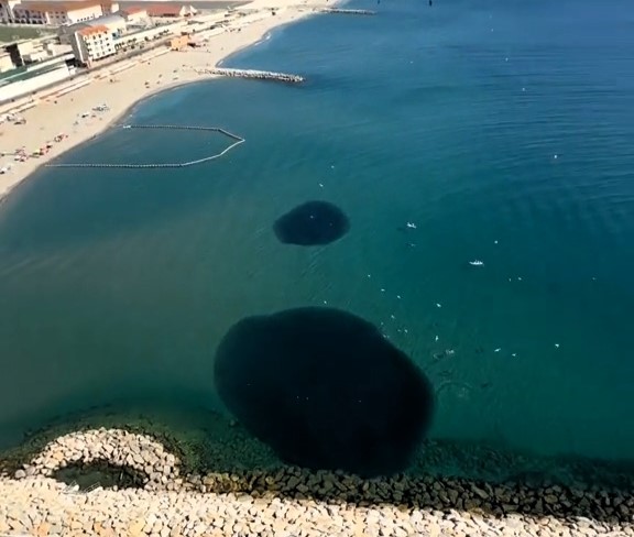 Dolphins put on magical show in Gibraltar Bay as they feast on giant fish school – mum calls it a “sacred show” during first night in new home with daughter.