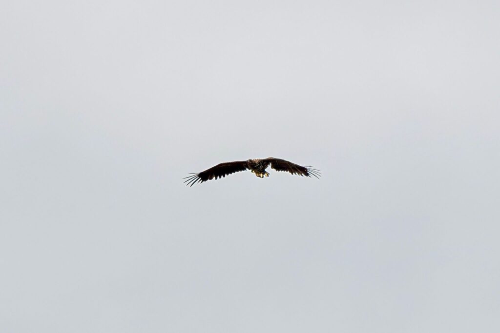 White-tailed eagle dubbed Kinky stuns experts by surviving a broken wing and harsh winter, thanks to devoted parents and his own resilience, spotted soaring over Mull.