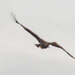 White-tailed eagle dubbed Kinky stuns experts by surviving a broken wing and harsh winter, thanks to devoted parents and his own resilience, spotted soaring over Mull.