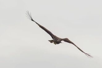 White-tailed eagle dubbed Kinky stuns experts by surviving a broken wing and harsh winter, thanks to devoted parents and his own resilience, spotted soaring over Mull.