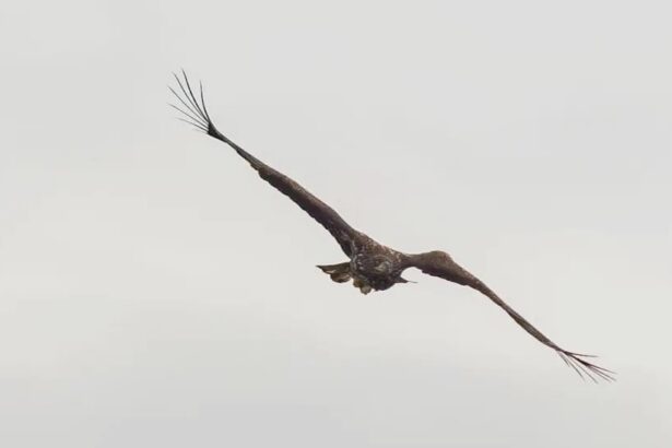 White-tailed eagle dubbed Kinky stuns experts by surviving a broken wing and harsh winter, thanks to devoted parents and his own resilience, spotted soaring over Mull.
